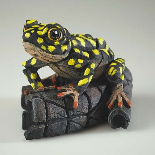 African Tree Frog - Yellow Spot